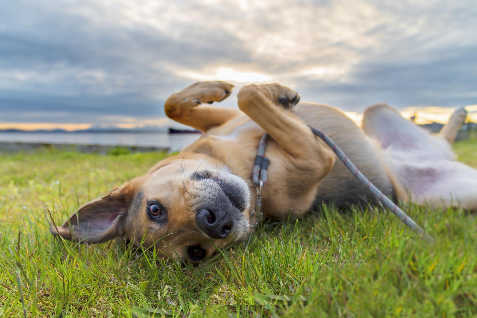 Dog rolling around in the grass